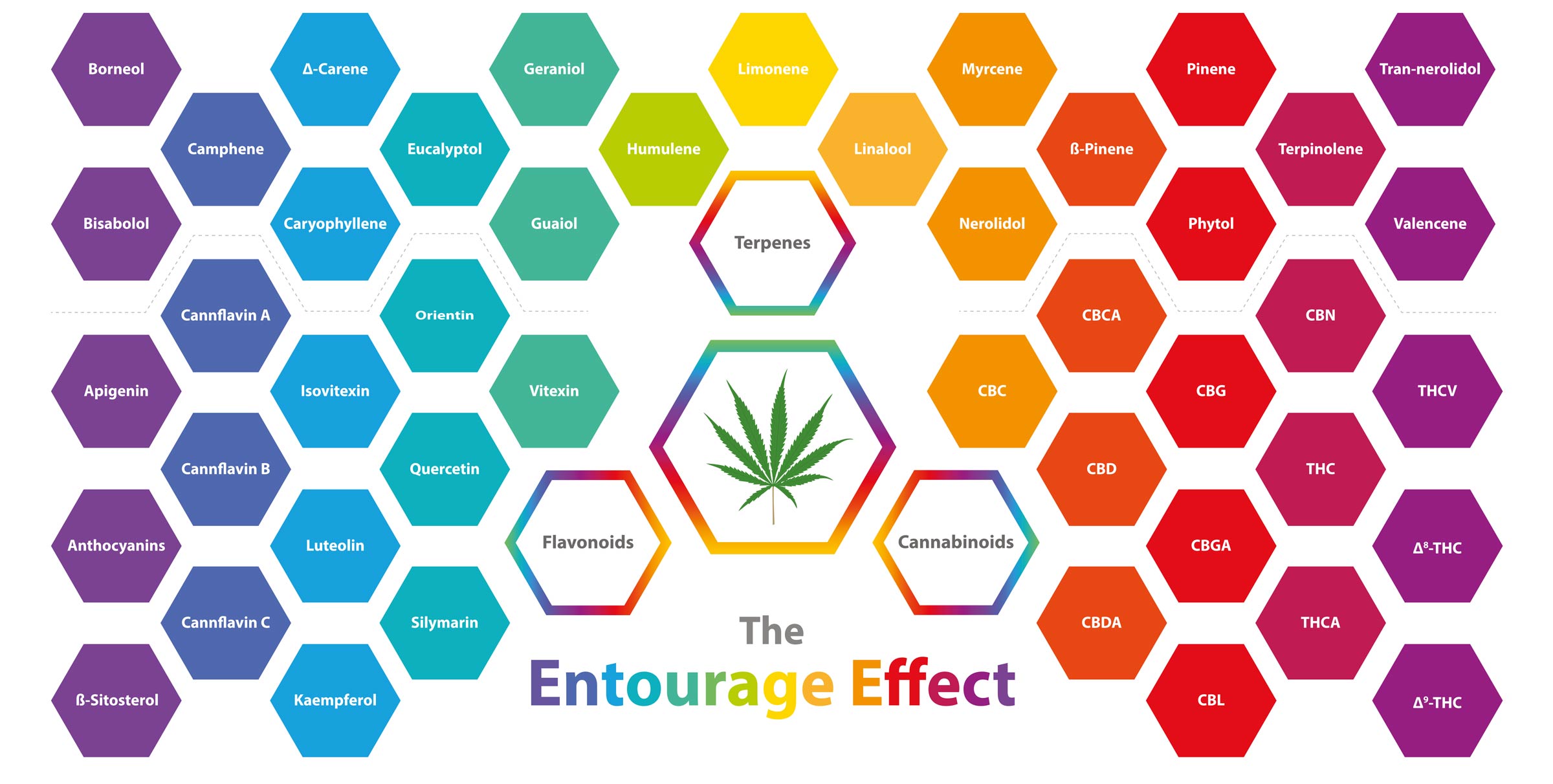 Das Bild zeigt anhand einer Grafik die enthalten Terpene, die man mit dem Entourage Effekt erzielen kann